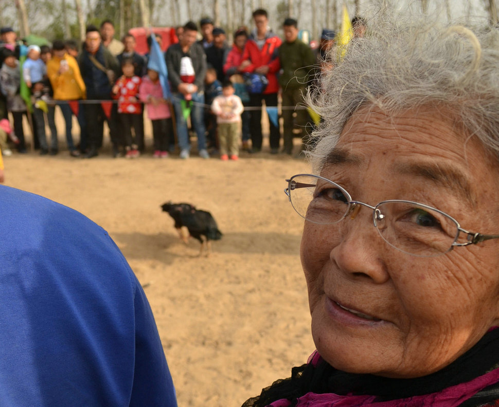 去济阳看柿子节的斗鸡斗羊比赛 2012年10月23日